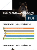 Perro Akita Americano