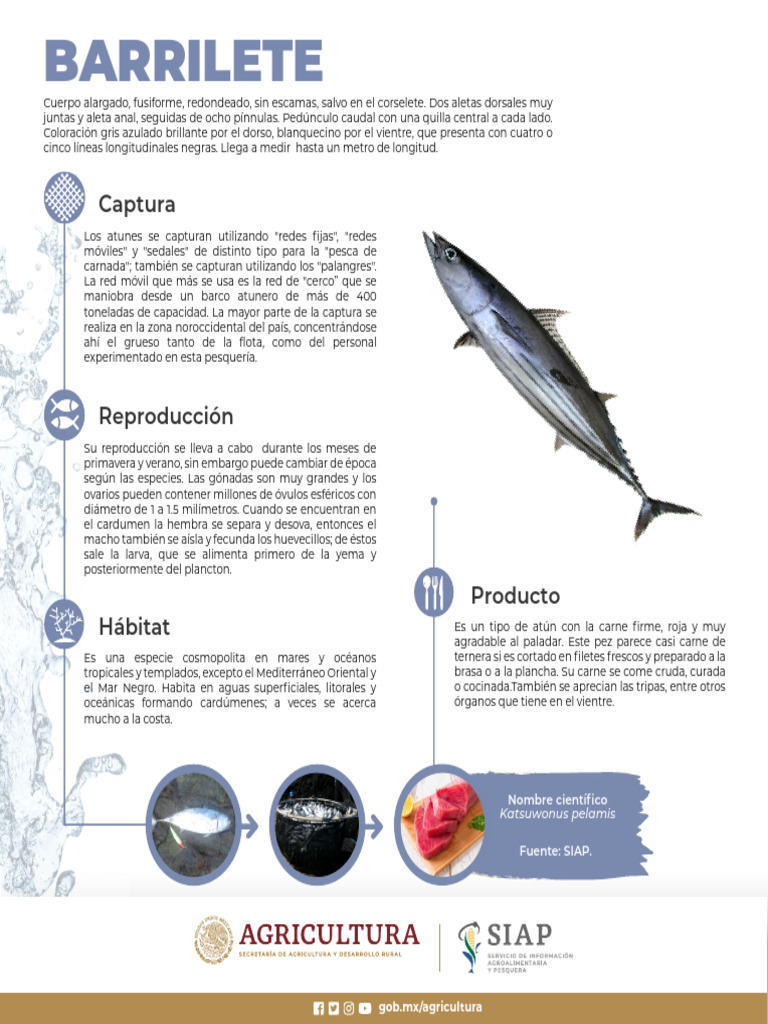 Características del pez barrilete | PDF | Pescado