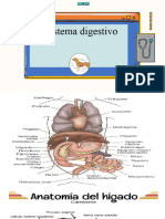 Sistema Digestivo