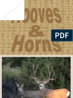 Hooves Horns[1]