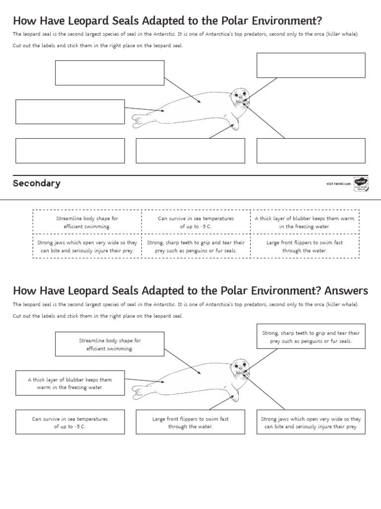 Leopard Seal Adaptations Activity Sheet PDF