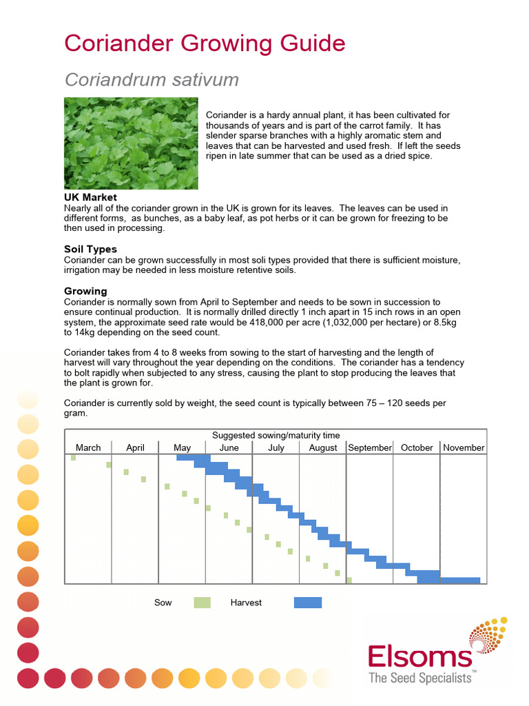 Coriander Growing Guide PDF