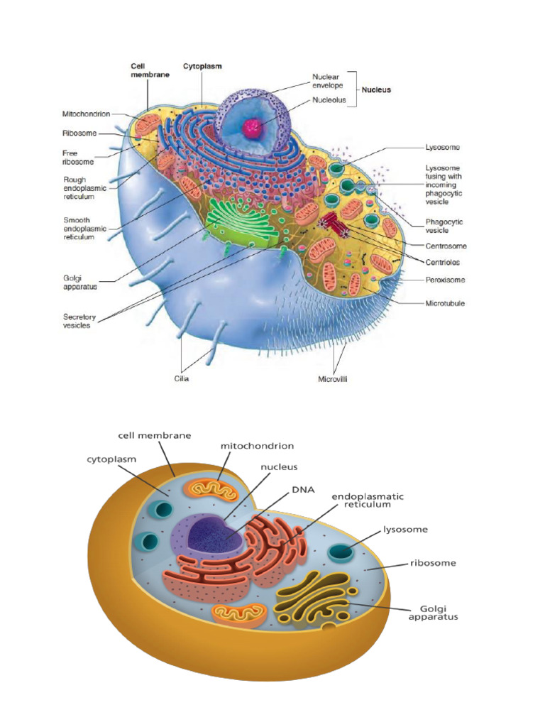 Cells and Tissue Biology Diagrams