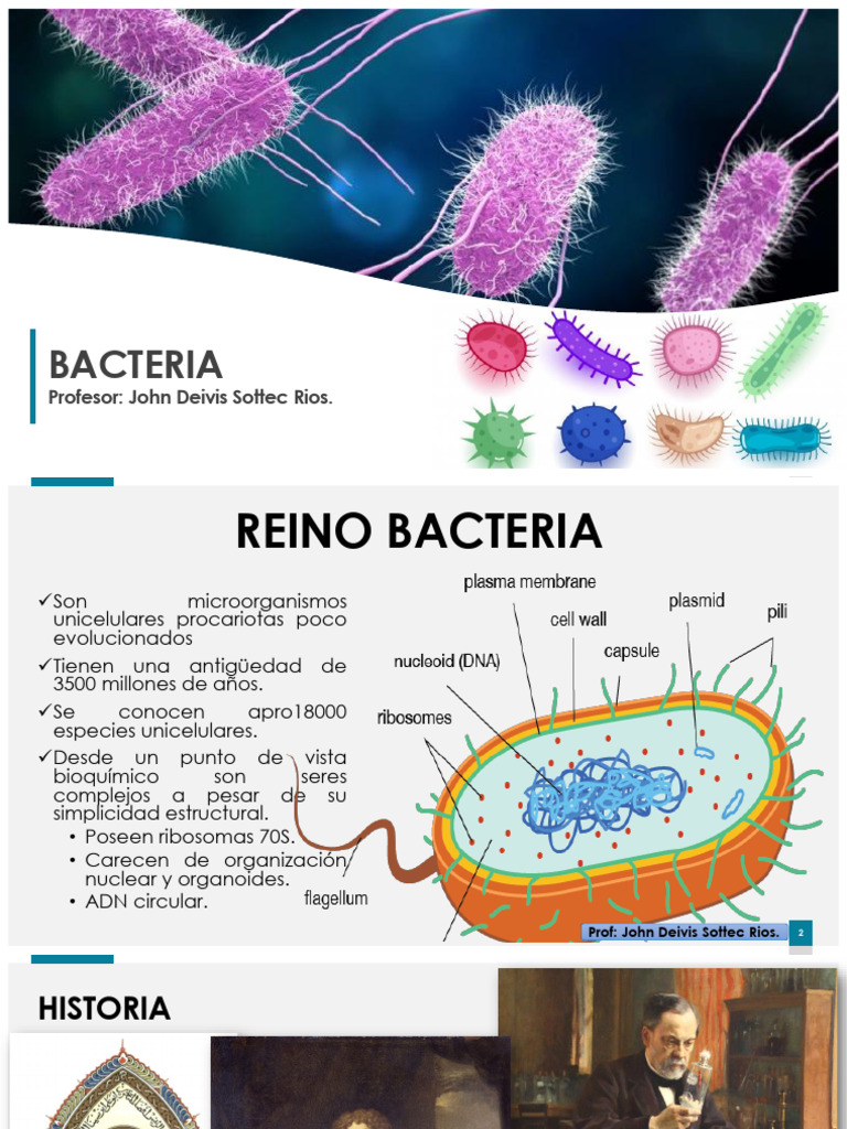 Reino Bacteria PDF | PDF