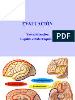 Vascularizacion Del Encefalo