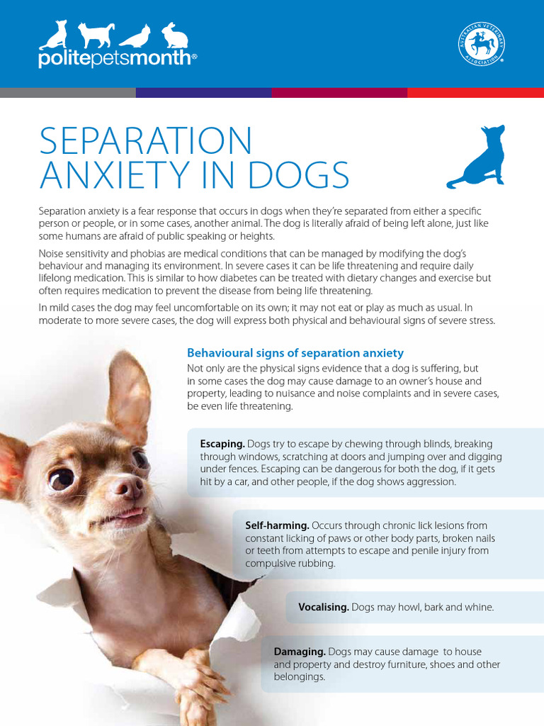 Separation Anxiety Books For Dogs