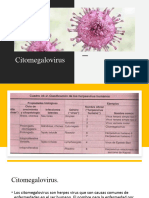 Citomegalovirus