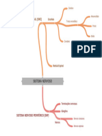 Mapa Mental - Sistema Nervoso Divisão Topográfica