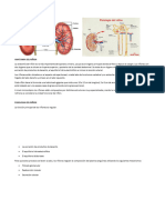 Anatomia Del Riñon