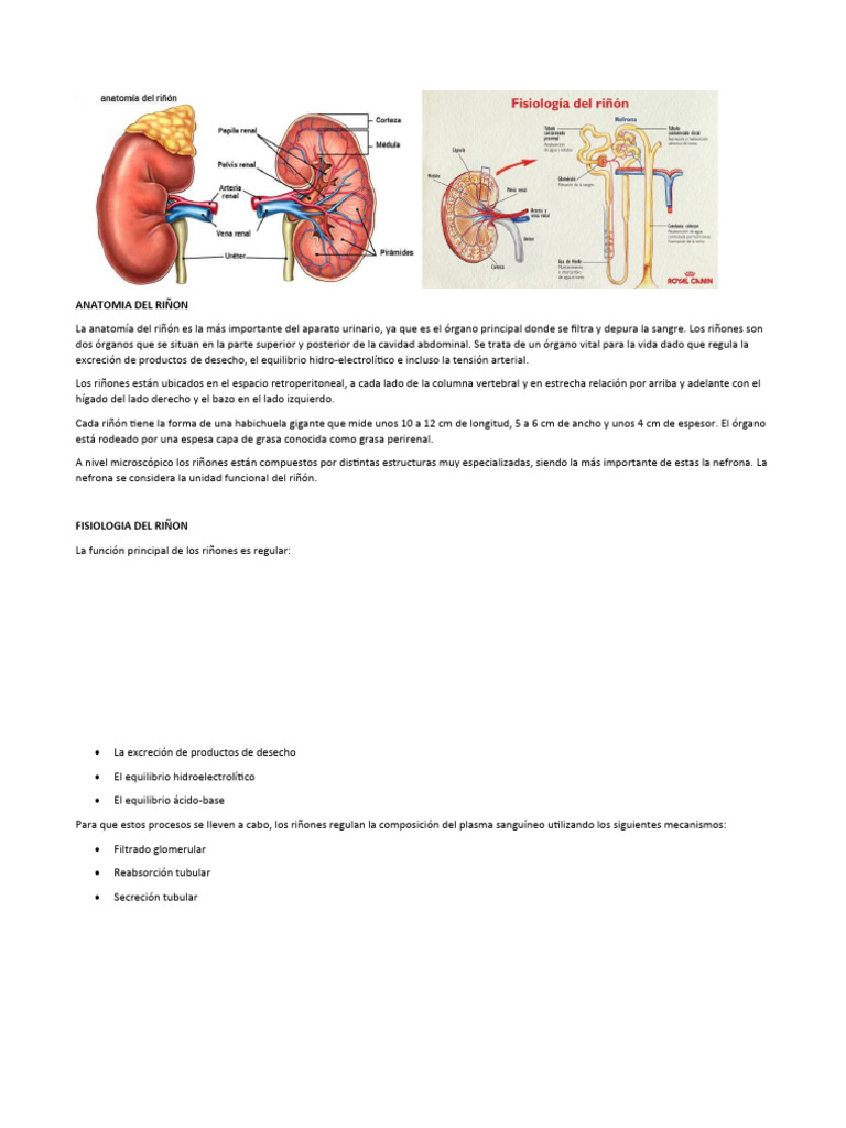 Anatomía y fisiología del riñón | PDF | Salud y bienestar