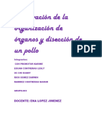 Observación de La Organización de Órganos y Disección de Un Pollo