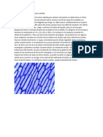 Visualización de Epidermis de La Cebolla