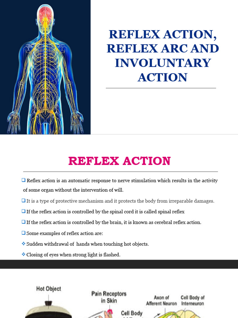 reflex-action-reflex-arc-and-involuntary-action-pdf
