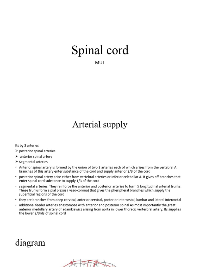 Spinal Cord Blood Supply | PDF