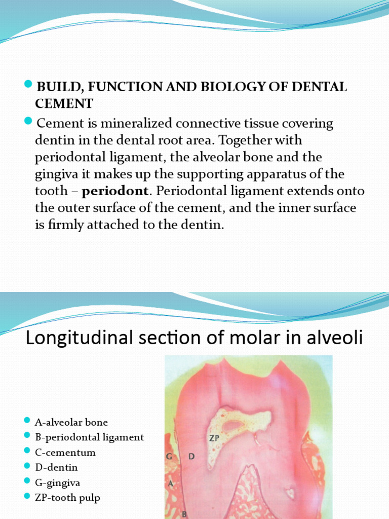 Morphology II Lecture 5, Built, Function, Biology of Dental Cement