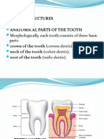 Morphology II - Lecture 1, Dental Structures