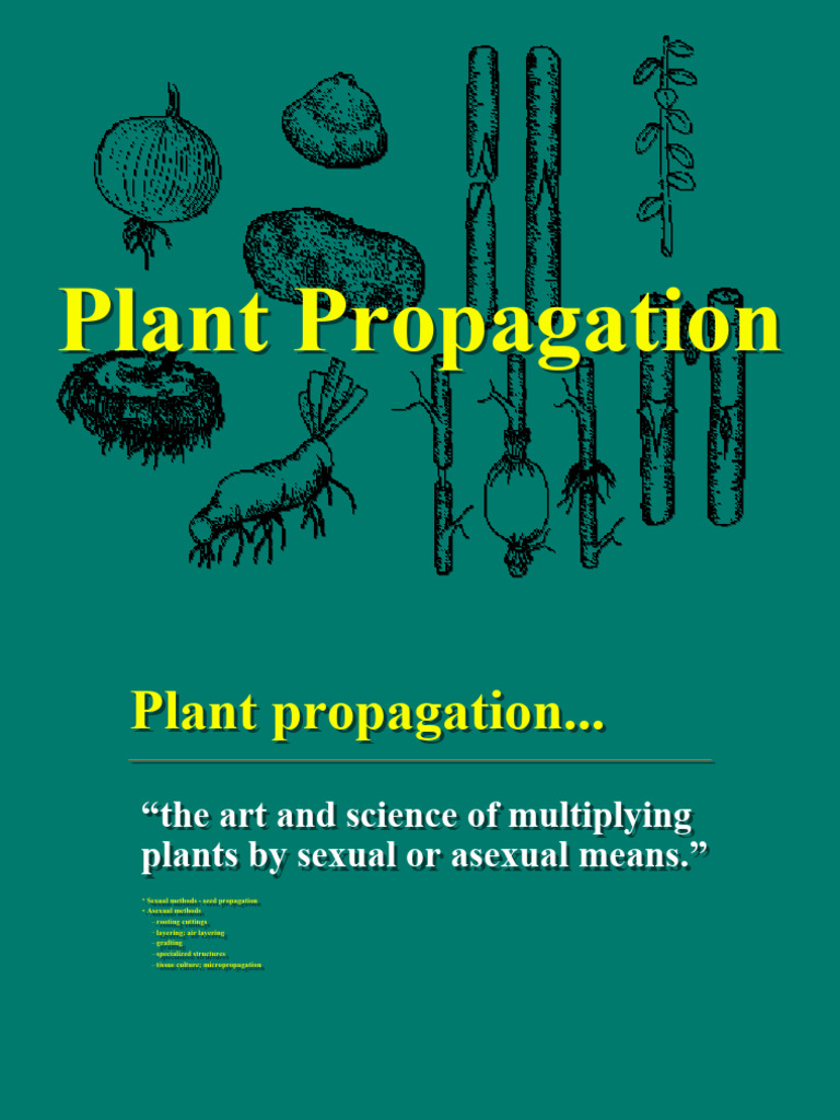 Plant Propagation Techniques Guide | PDF