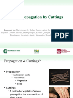 Plant Propagation Cuttings