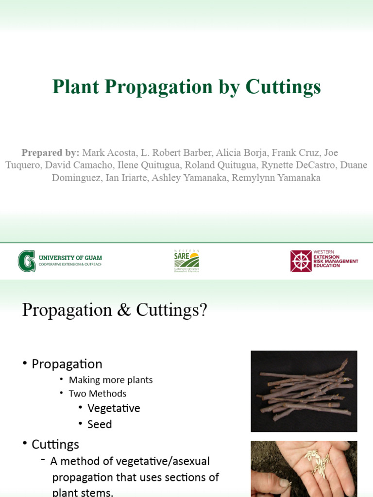 Plant Propagation Cuttings | PDF | Botany | Plants