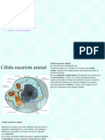 3º ESO · Salud_ Tejidos_ Enfermedad. Hecha Por María I (1)