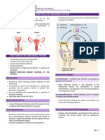 Transes Urogenital System - Human