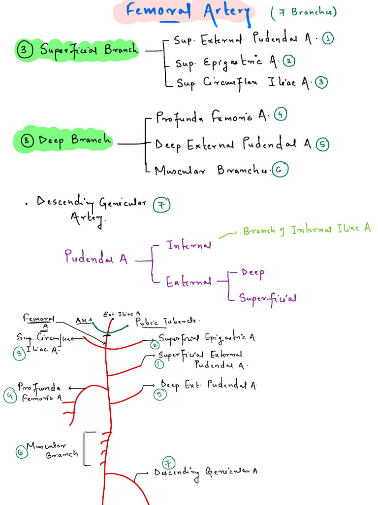 Femoral Artery PDF Biology Diagrams