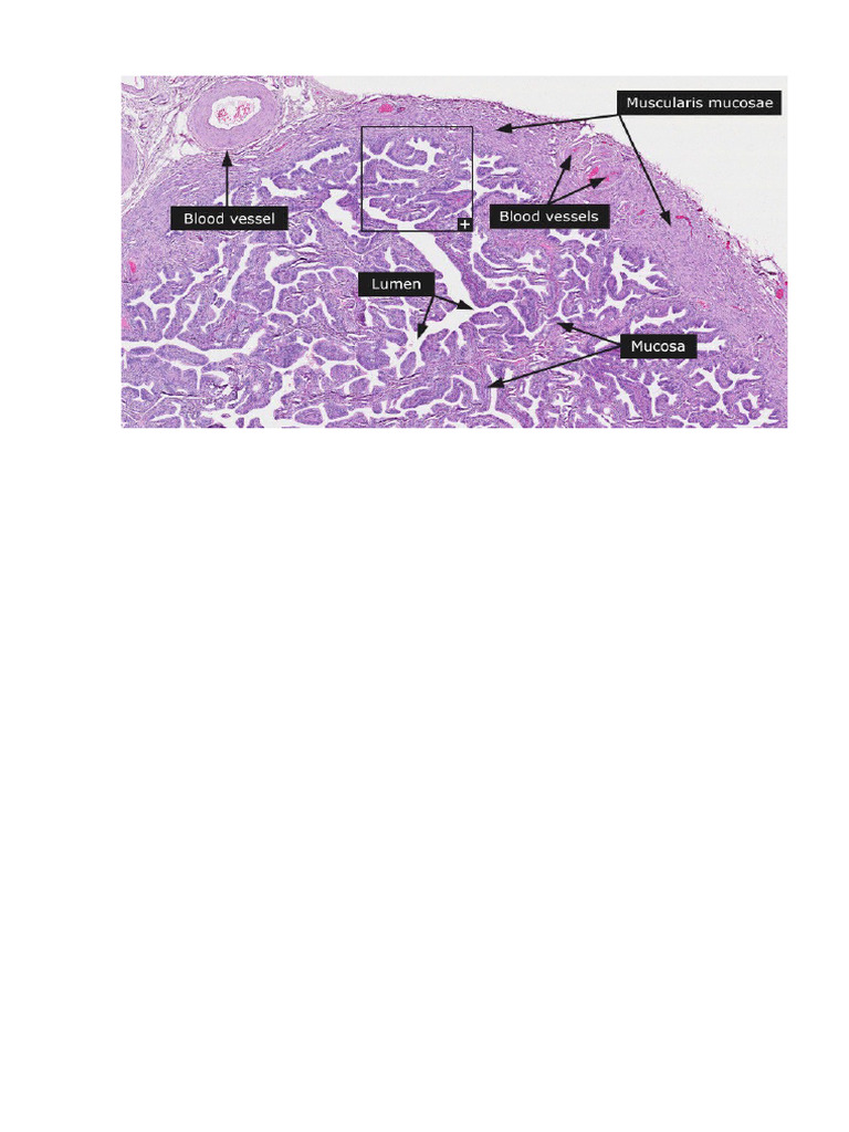 Fallopian Tube Norma | PDF
