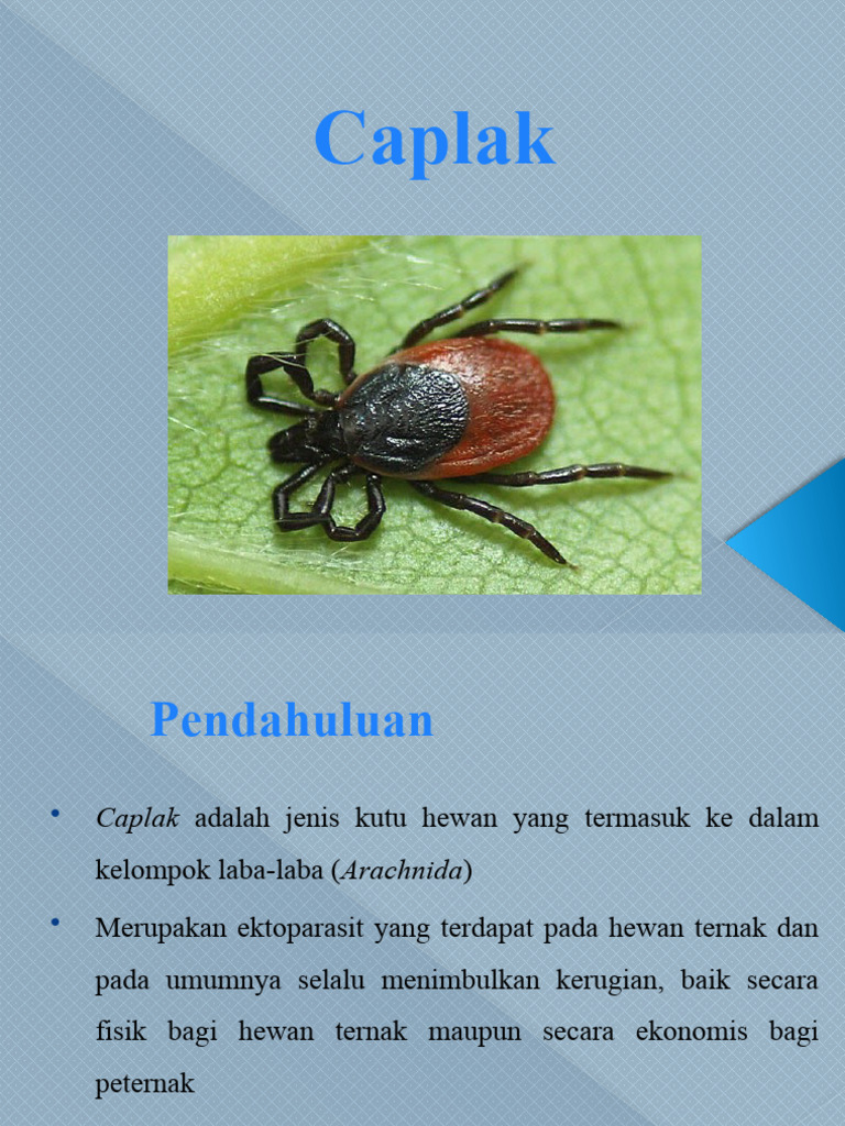 Jenis dan Penanganan Caplak pada Hewan | PDF | Sains & Matematika