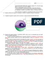 Actividad Nucleo Celular 2023