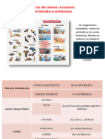 Diferencia Entre Los Sistemas Circulatorio de Los Organismos