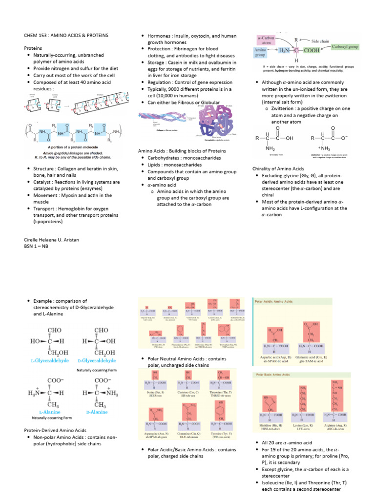 Understanding Amino Acids and Proteins | PDF | Amino Acid | Proteins