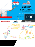 Sistema Sensorial 2023