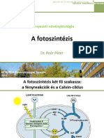 Fotoszintézis