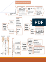 Anatomo Funcional Del S.N.C