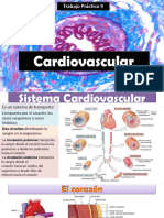 Cardiovascular Intro