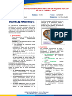 Ficha 20 - Organelas Membranosas