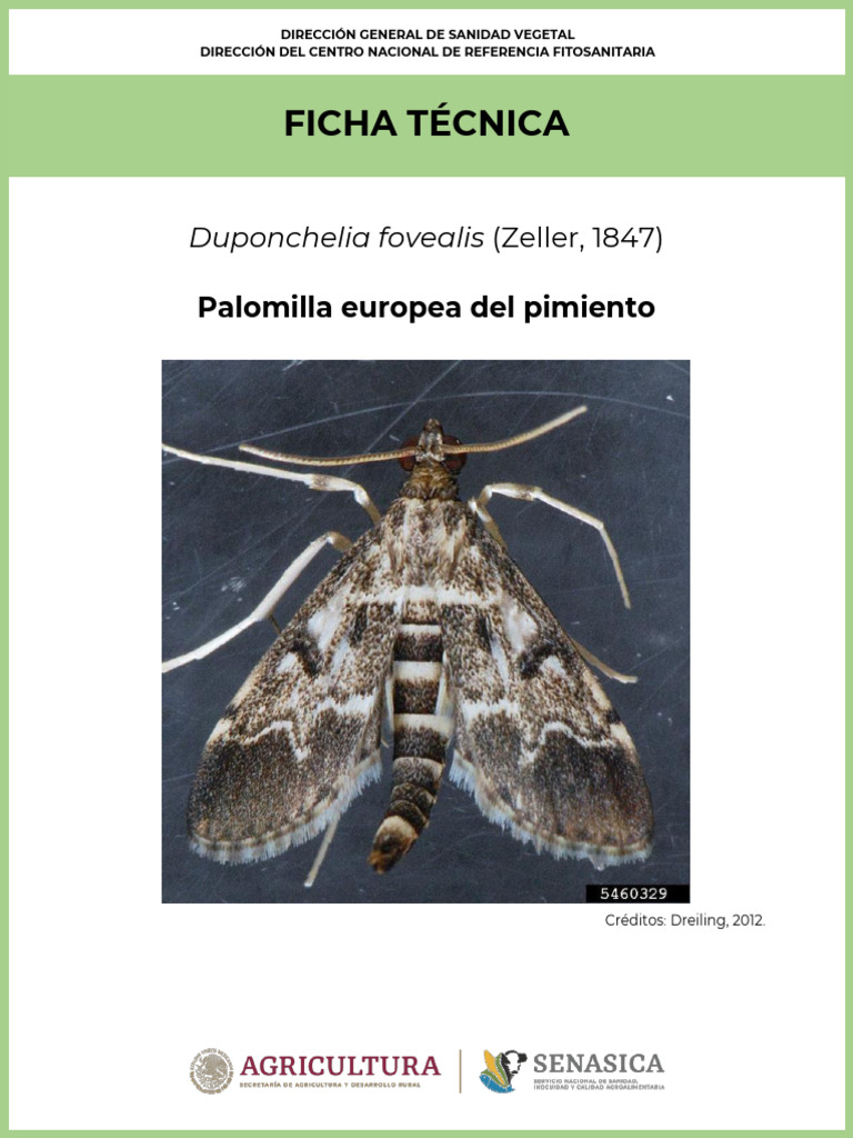 Duponchelia fovealis: Plaga del pimiento | PDF | Control biológico de ...
