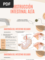Ángulo de Treitz: Anatomía y Ubicación | PDF