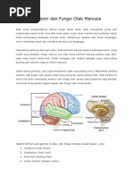 Download Anatomi Dan Fungsi Otak Manusia by bahimet SN68062183 doc pdf