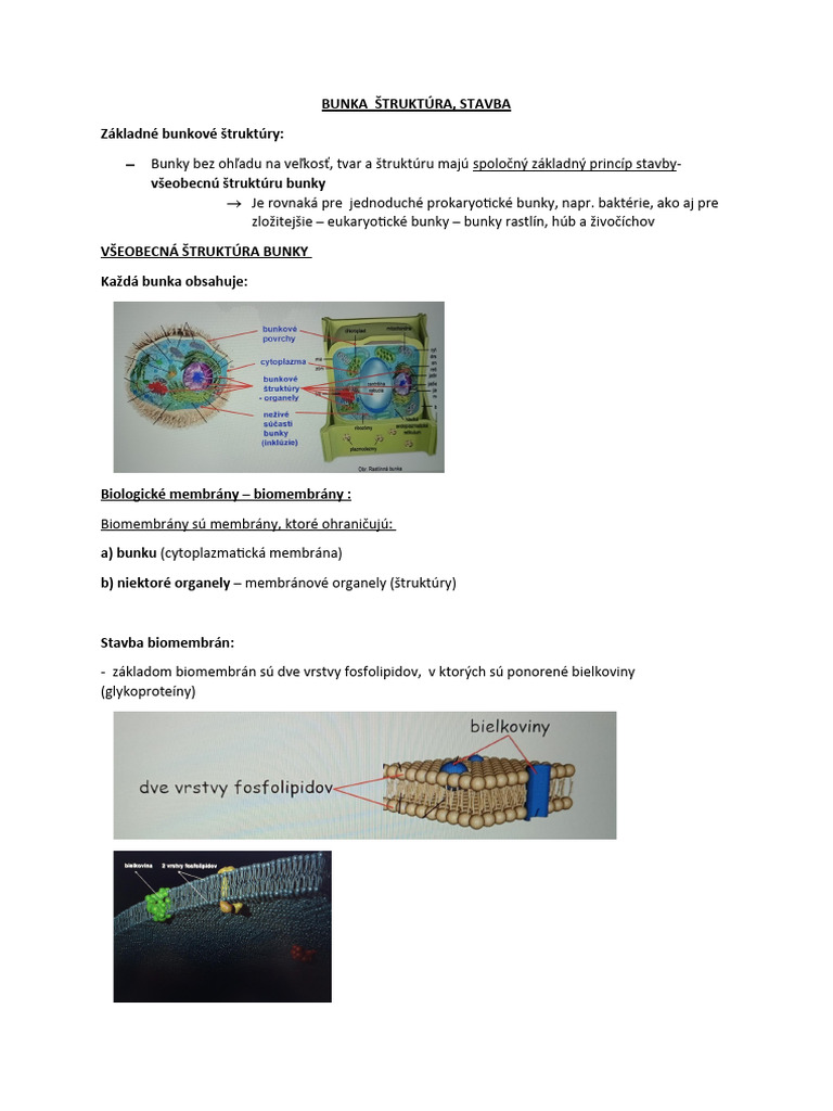 Bunka Štruktúra | PDF