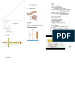 Esquema 1 Bio