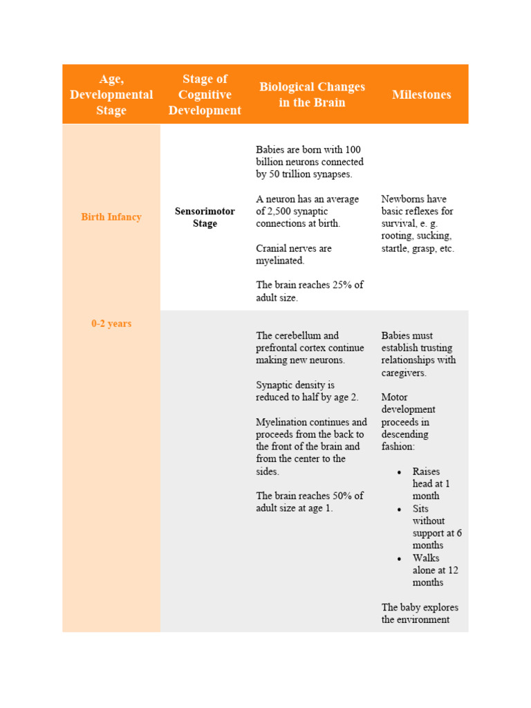 Stages of Development Brain | PDF | Adolescence | Brain