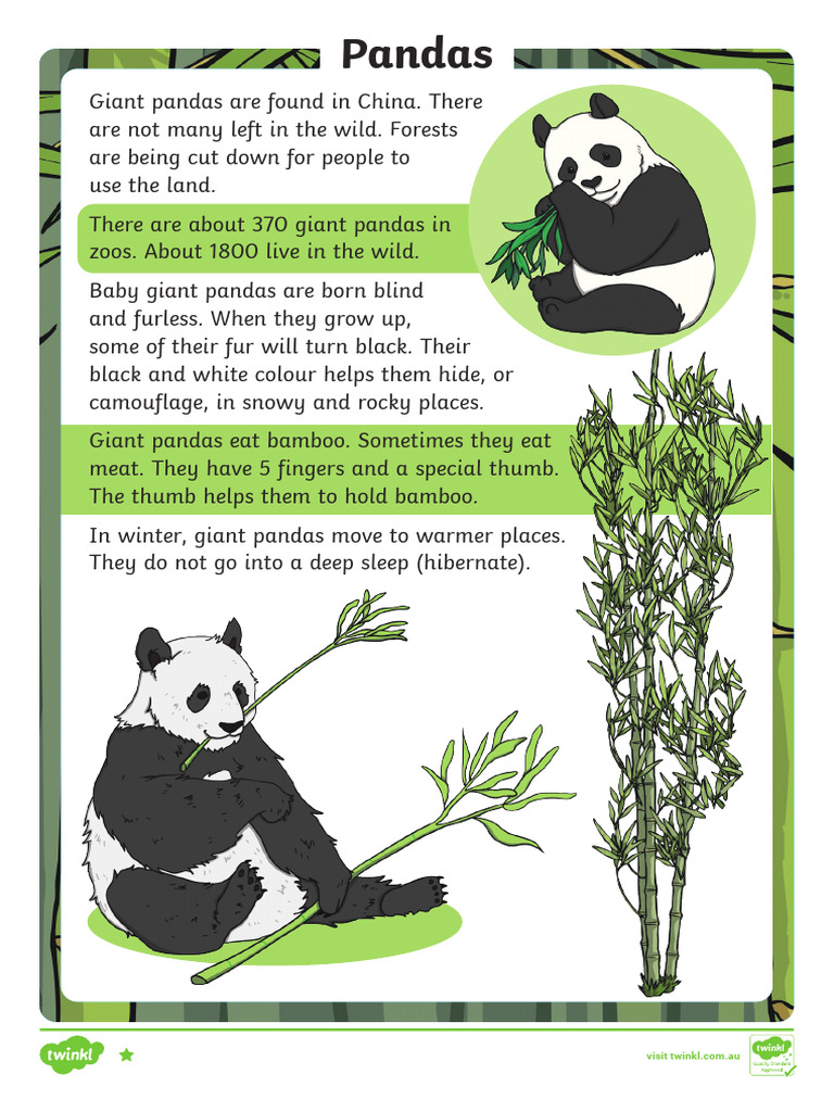 Panda Facts for Young Learners | PDF | Giant Panda | Bears