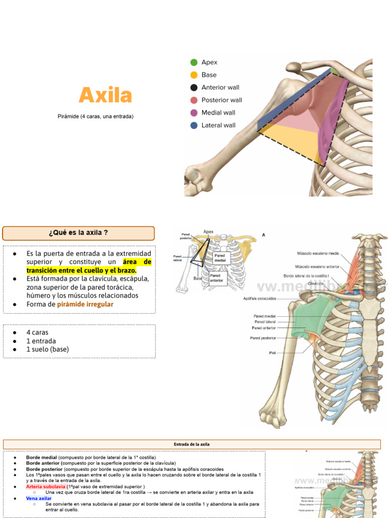 Clase 3. Axila | PDF | Aorta | Extremidades (anatomía)