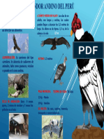 El Condor Andino - Peligro de Extinsión - PPTX 2