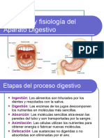 10. Sistema Digestivo