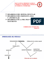 Embriologia Semana 10