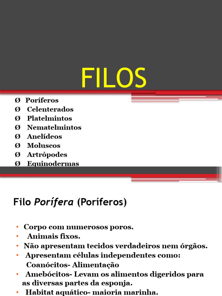 Principais Filos do Reino Animal | PDF | Esponja | Moluscos