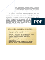 Sistema Endocrino