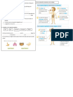 Fichas Sistema Digestivo y Respiratorio